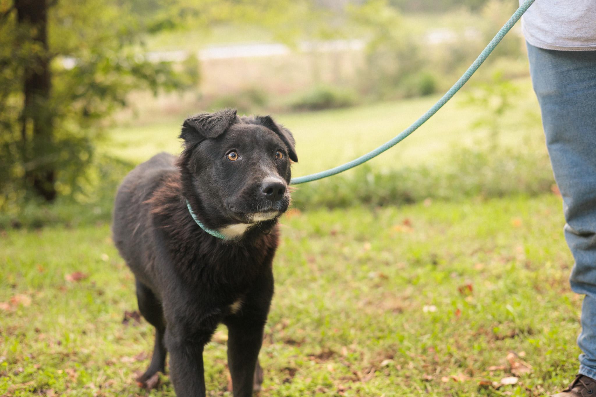 Aura - Transport, a Adoptable mixed breed in Washington, PA image 4/5
