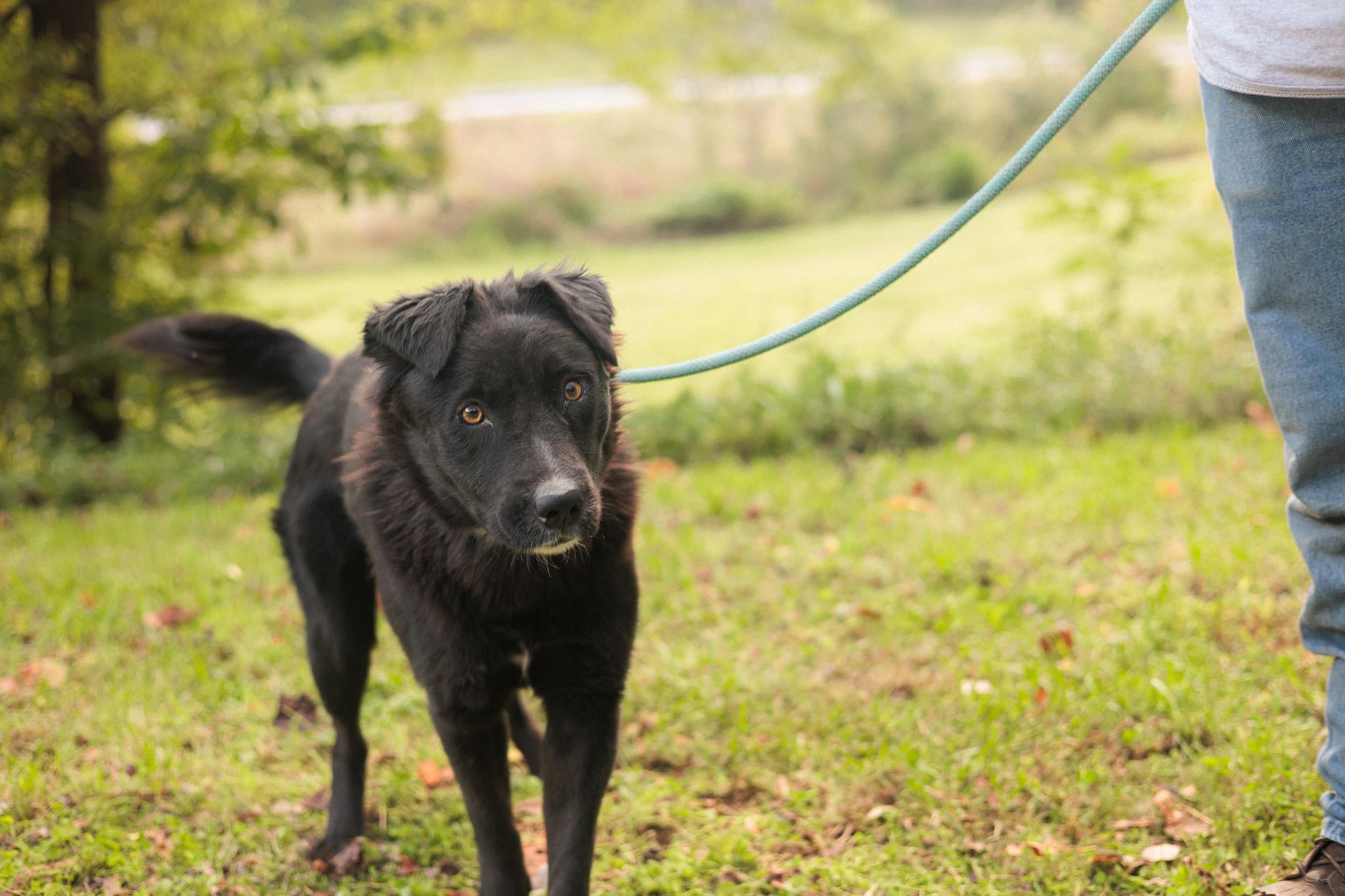 Aura - Transport, a Adoptable mixed breed in Washington, PA image 3/5