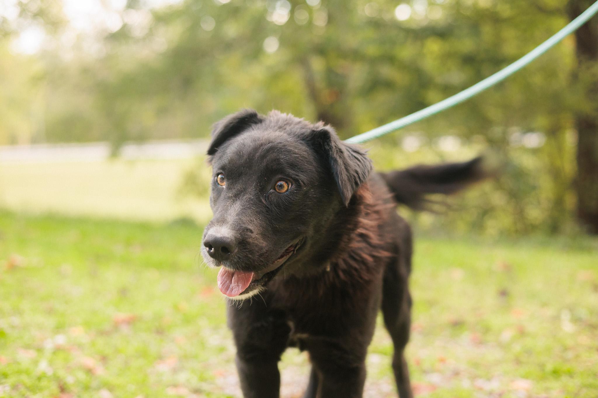 Aura - Transport, a Adoptable mixed breed in Washington, PA image 1/5