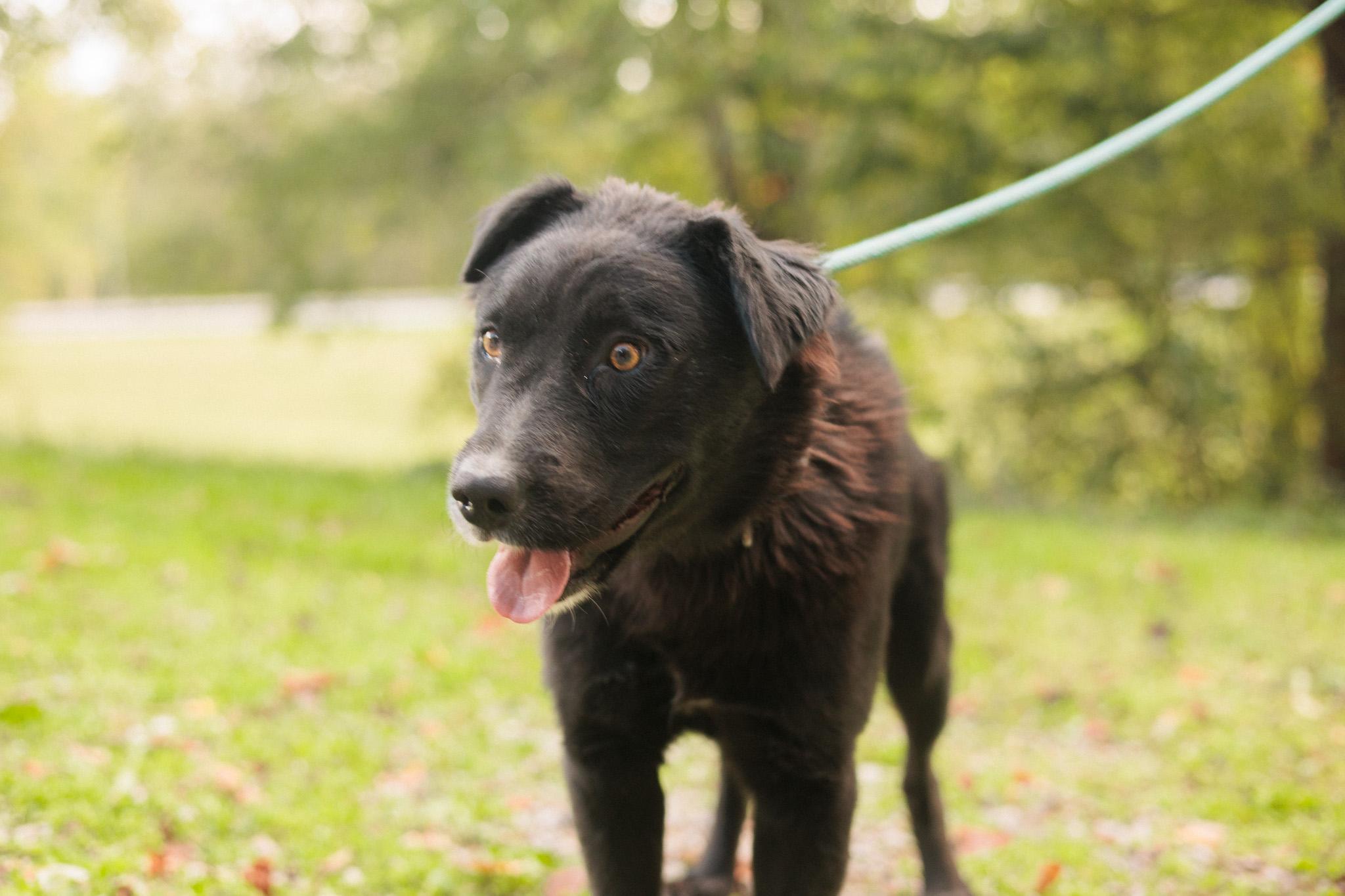 Aura - Transport, a Adoptable mixed breed in Washington, PA image 5/5