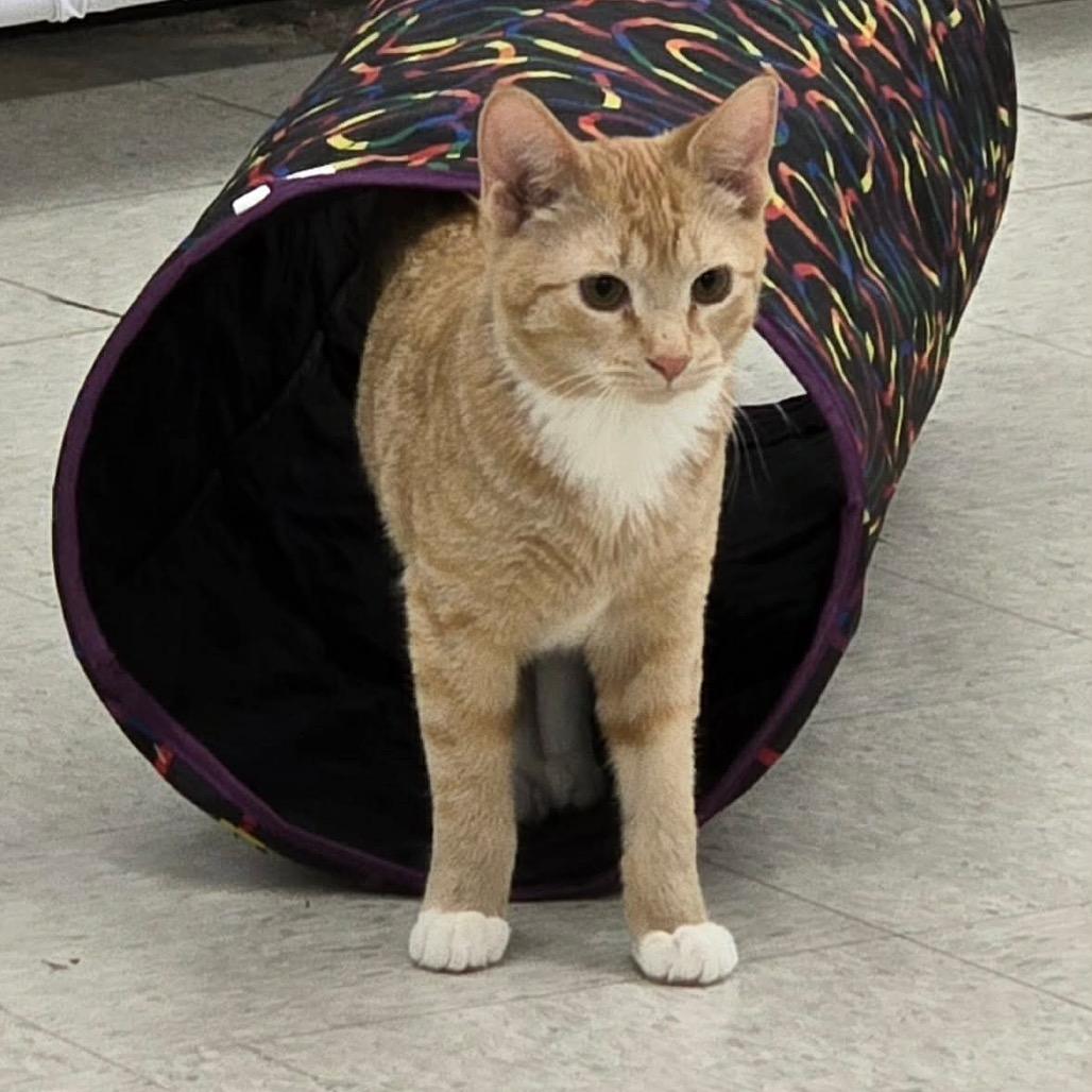 Vincent — thumbnail 2