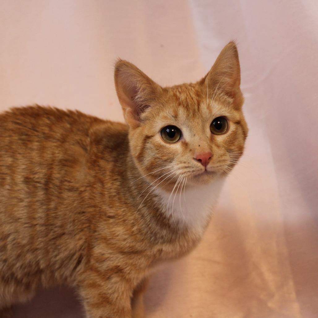 Vincent — thumbnail 4