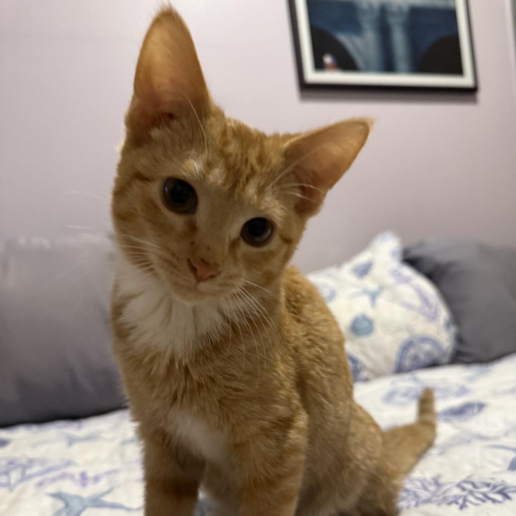 Vincent — thumbnail 5