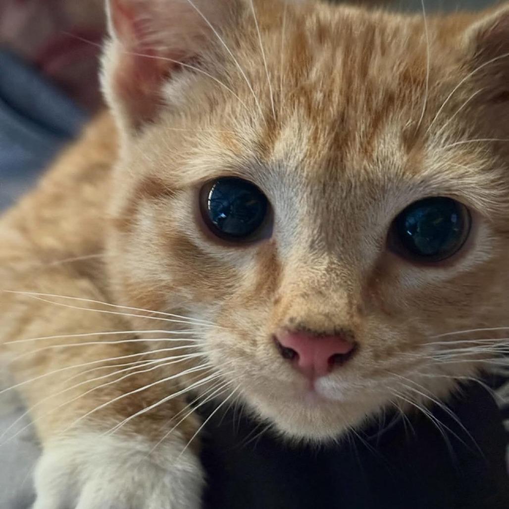 Vincent — thumbnail 6