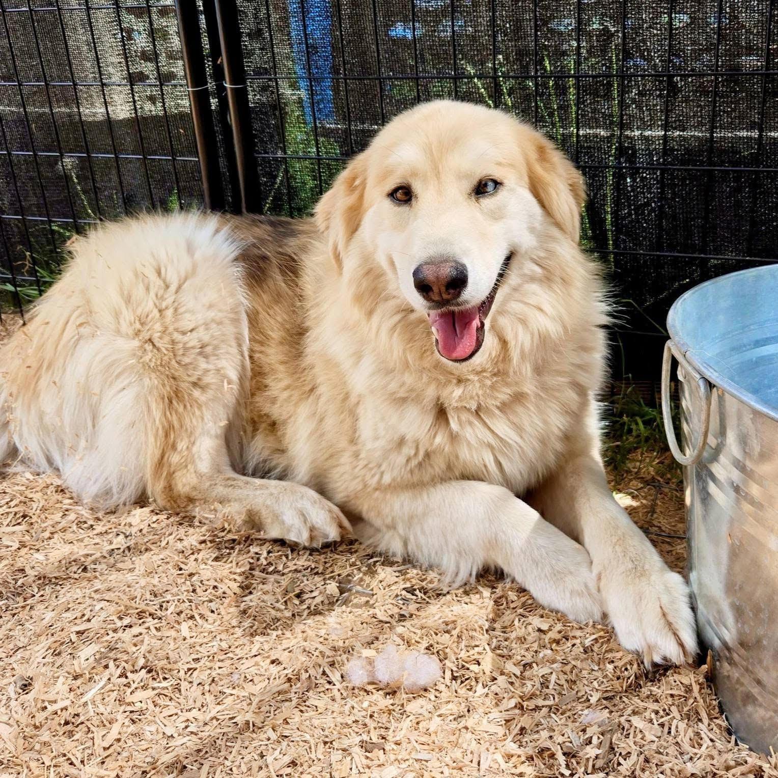 Aurora & Rose, a Adoptable mixed breed in Deer Park, WA image 3/3