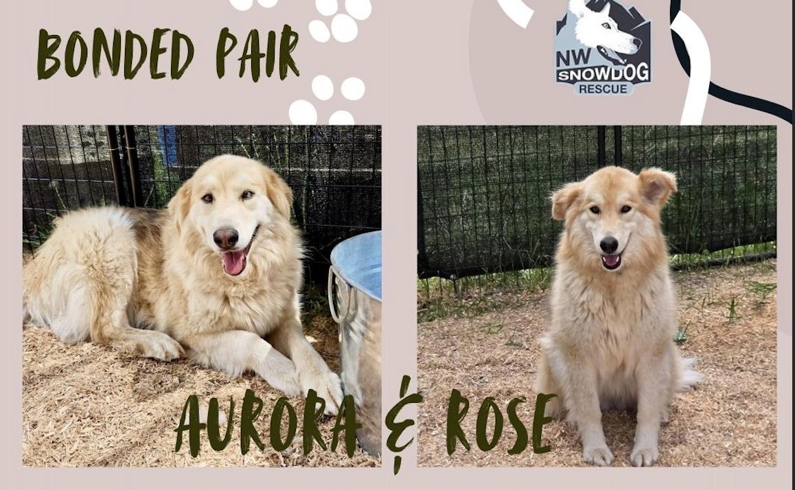 Aurora & Rose, a Adoptable mixed breed in Deer Park, WA image 1/3