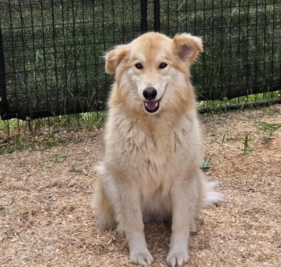 Aurora & Rose, an adoptable Alaskan Malamute in Deer Park, WA, 99006 | Photo Image 2