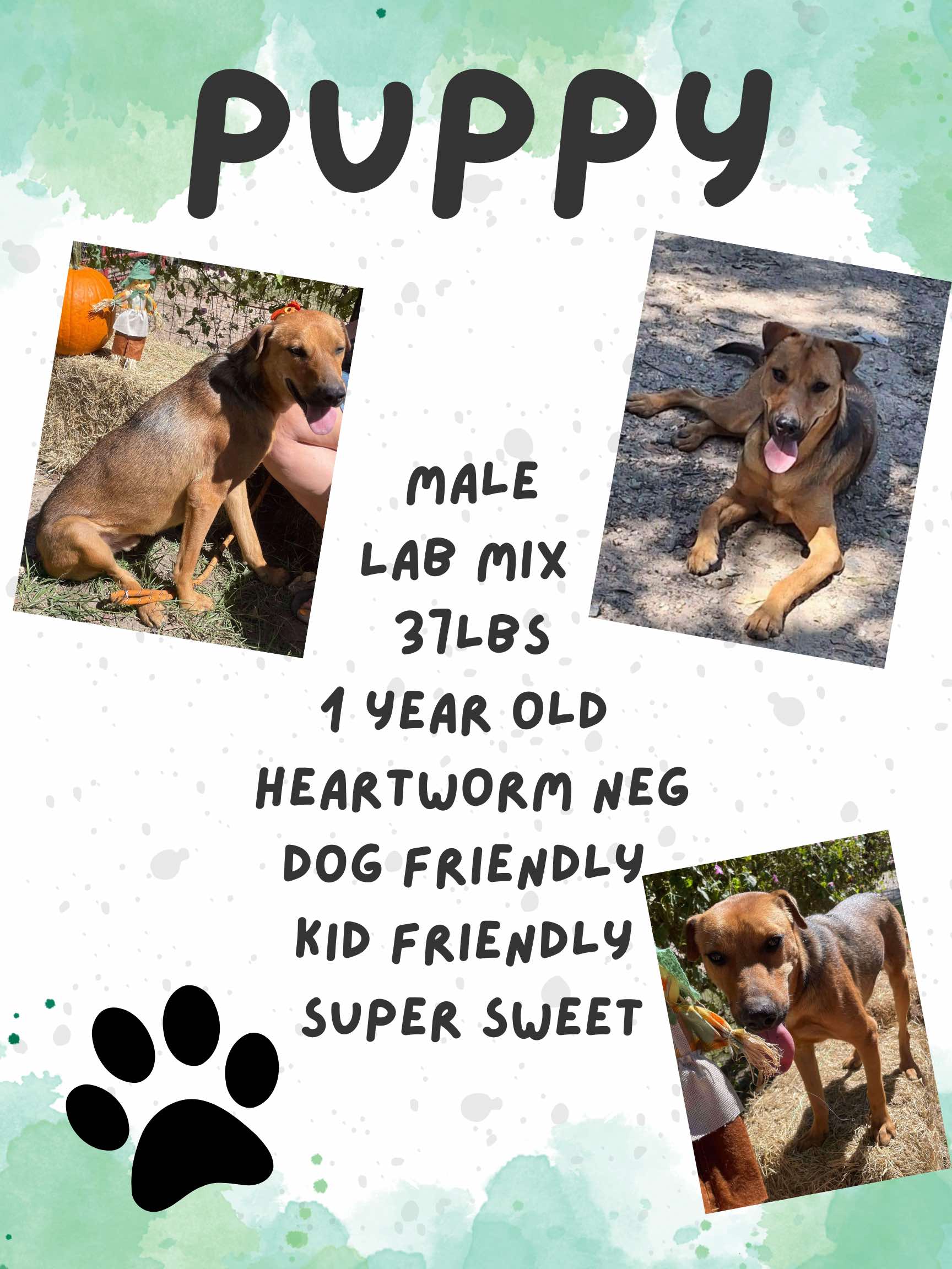 Puppy, Adoptable, Young Male Labrador Retriever.