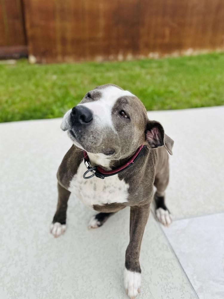 Peggy, a Adoptable mixed breed in Brookshire, TX image 1/6
