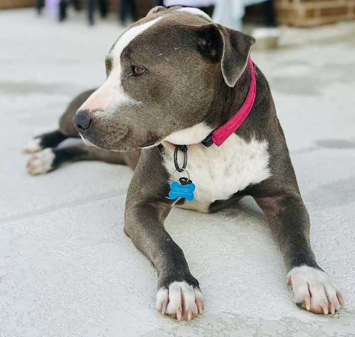 Peggy, a Adoptable mixed breed in Brookshire, TX image 2/6