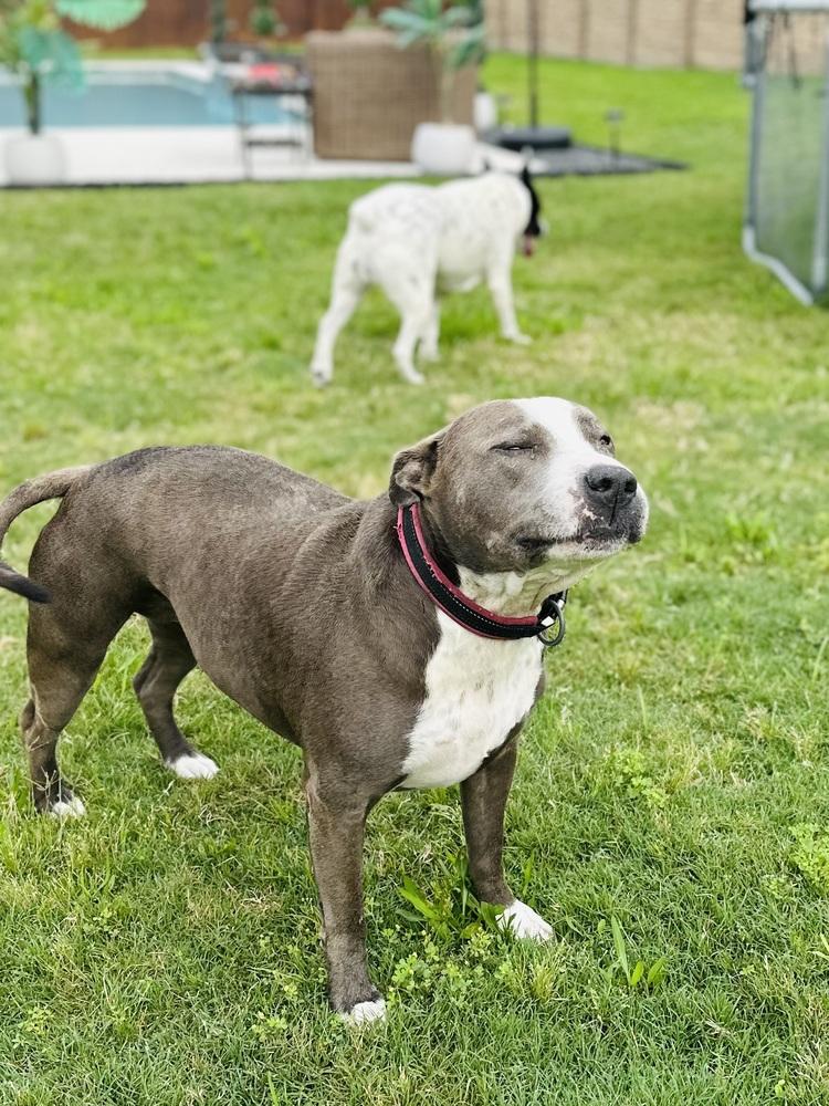 Peggy, a Adoptable mixed breed in Brookshire, TX image 4/6