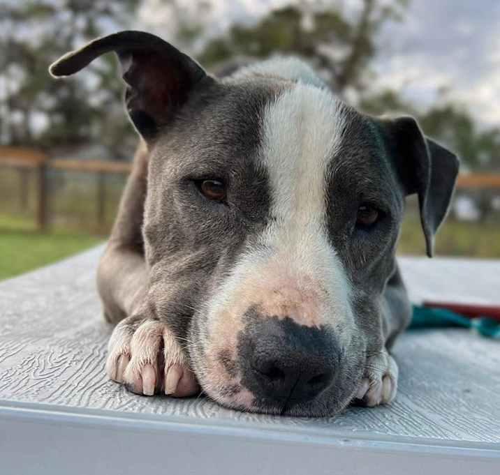 Peggy, a Adoptable mixed breed in Brookshire, TX image 5/6