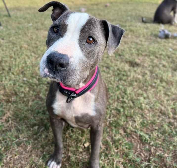 Peggy, a Adoptable mixed breed in Brookshire, TX image 6/6