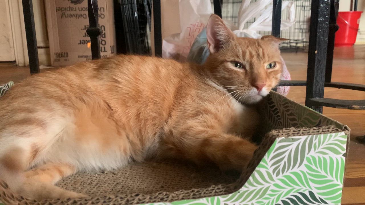 Enlarge Sebastian, a Adoptable Domestic Short Hair in New York, NY video 2/3