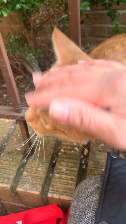 Enlarge Sebastian, a Adoptable Domestic Short Hair in New York, NY video 3/3