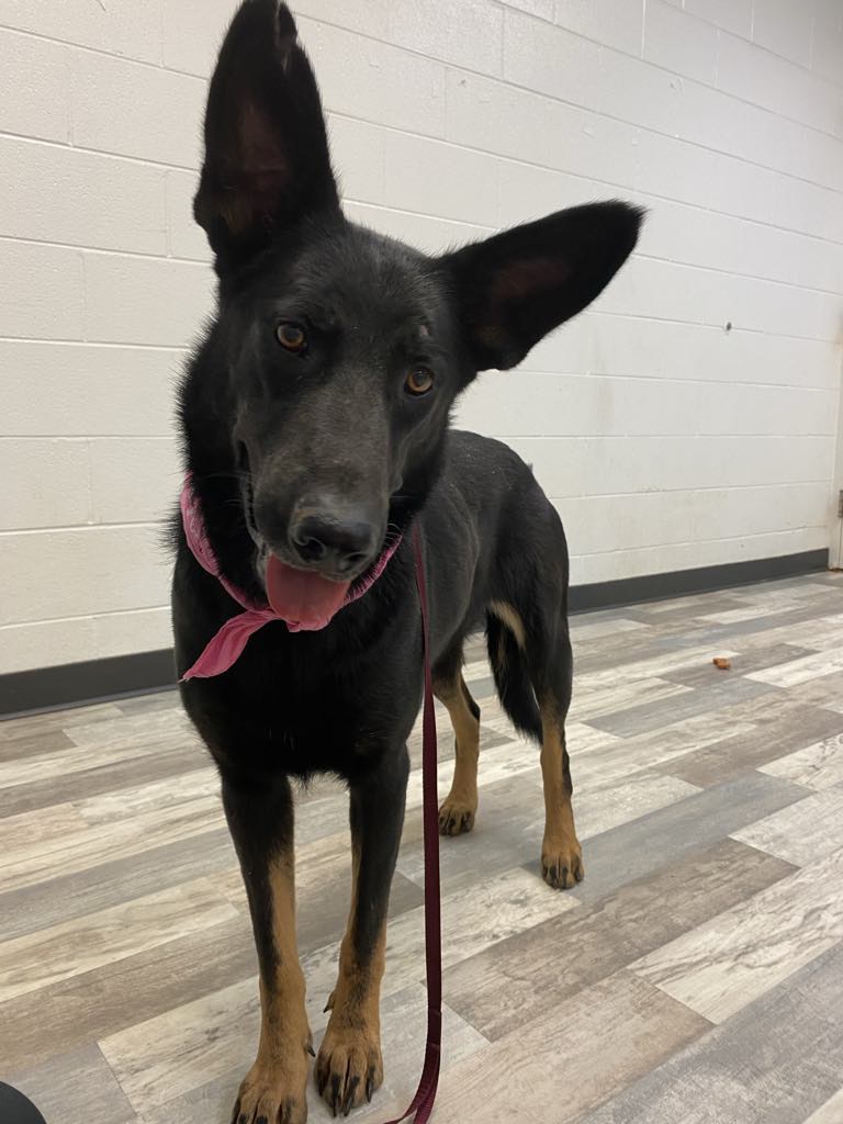 Dog for adoption Janis, a German Shepherd Dog in Salem, NH Petfinder