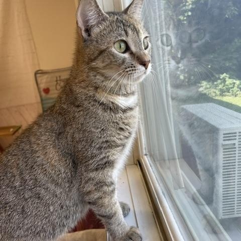 Enlarge Tawney, a ADOPTABLE Domestic Short Hair in Red Wing, MN image 4/4