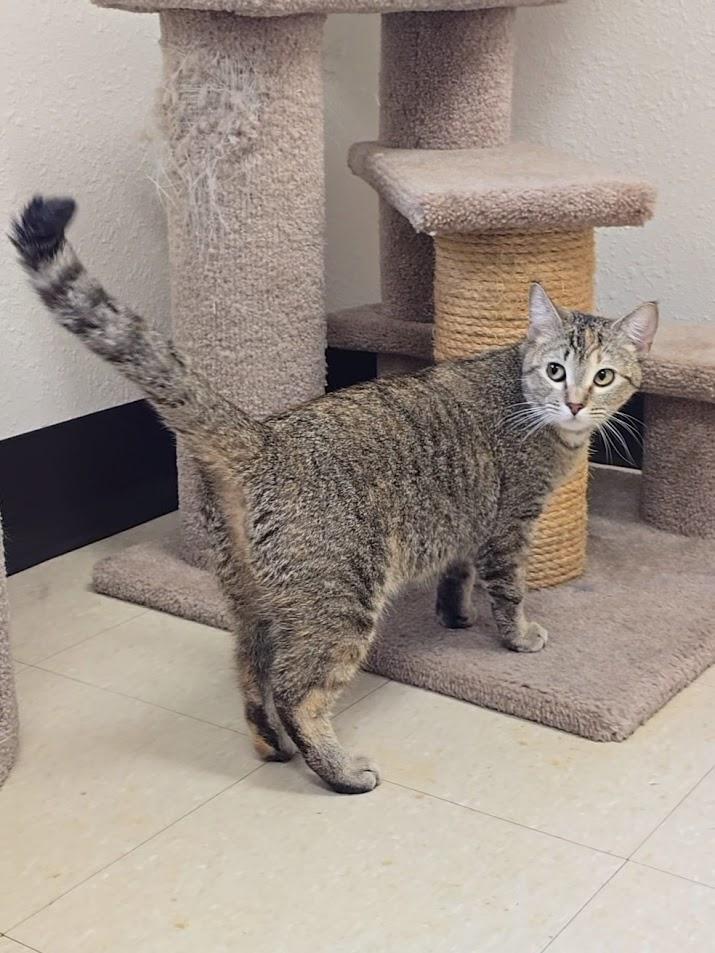 Enlarge Tawney, a ADOPTABLE Domestic Short Hair in Red Wing, MN image 2/4