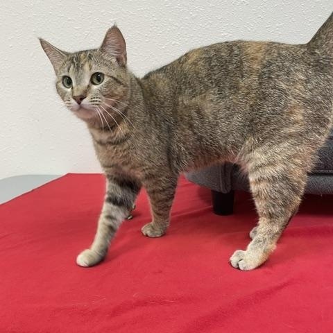 Enlarge Tawney, a ADOPTABLE Domestic Short Hair in Red Wing, MN image 3/4