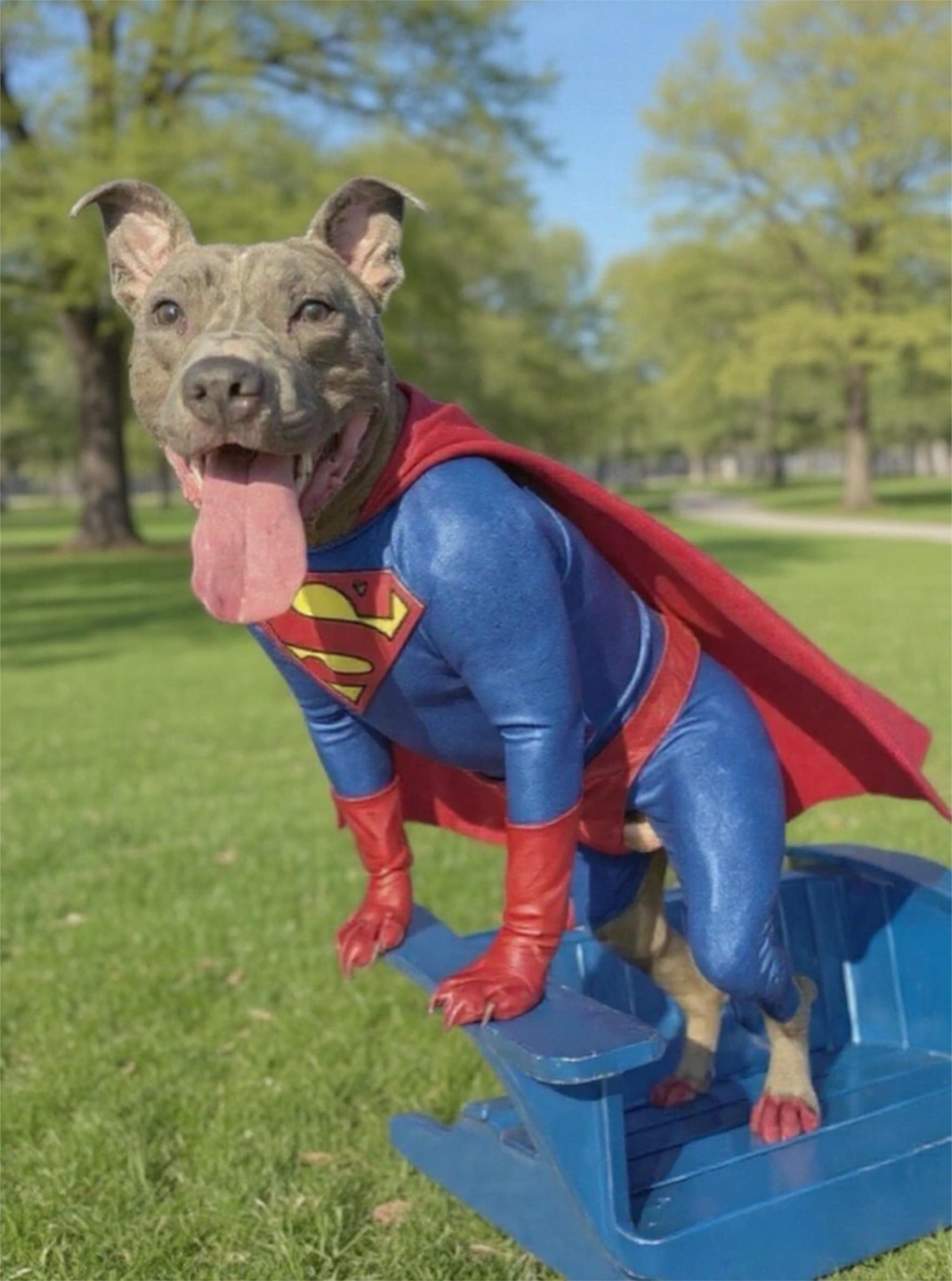 Enlarge Johnny, a Adopted mixed breed in Oak Park, MI image 2/4