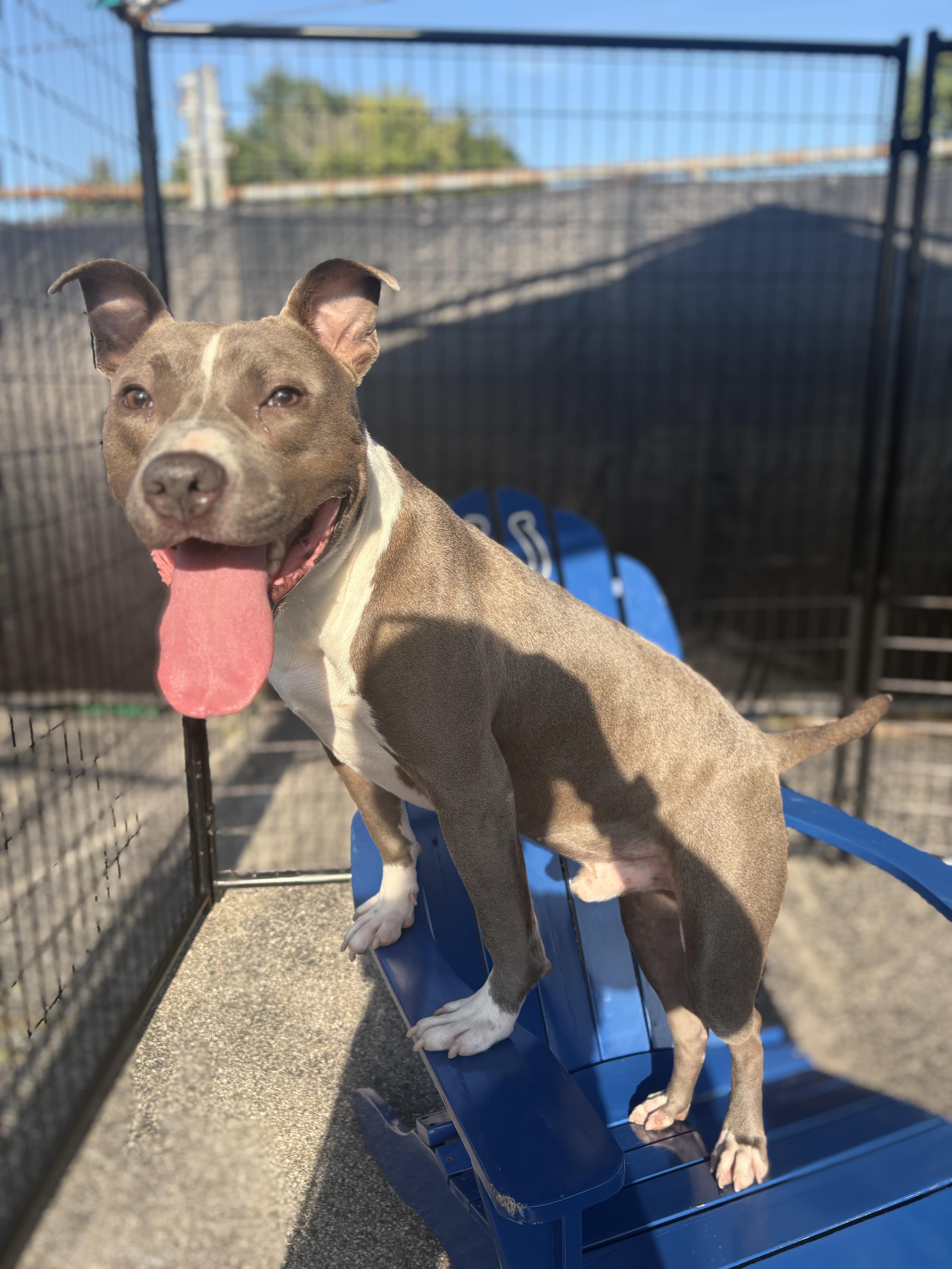 Enlarge Johnny, a Adopted mixed breed in Oak Park, MI image 1/4