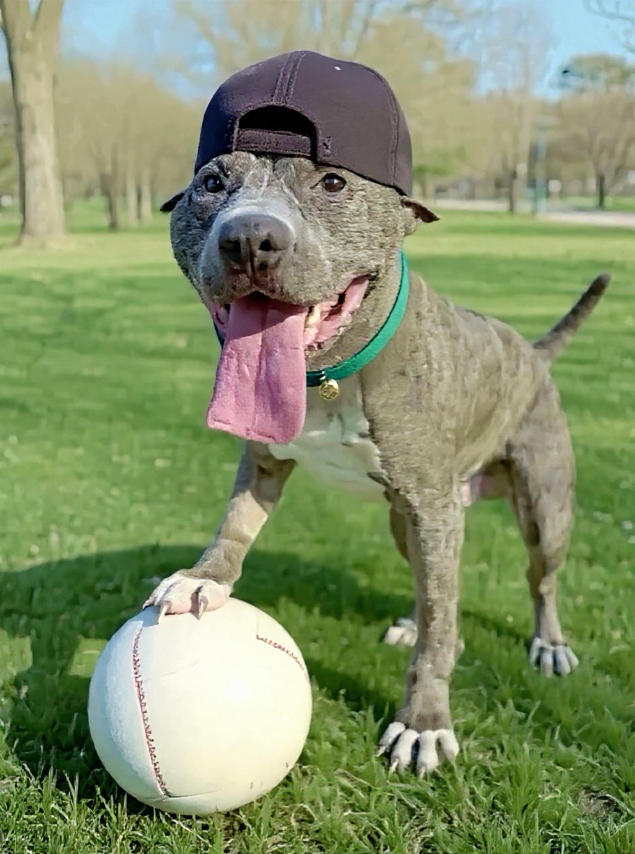 Enlarge Johnny, a Adopted mixed breed in Oak Park, MI image 3/4