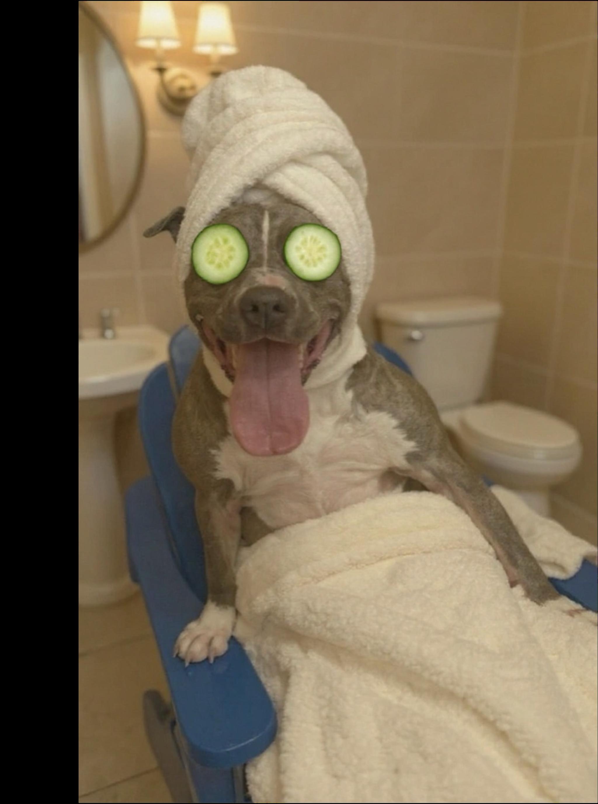 Enlarge Johnny, a Adopted mixed breed in Oak Park, MI image 4/4