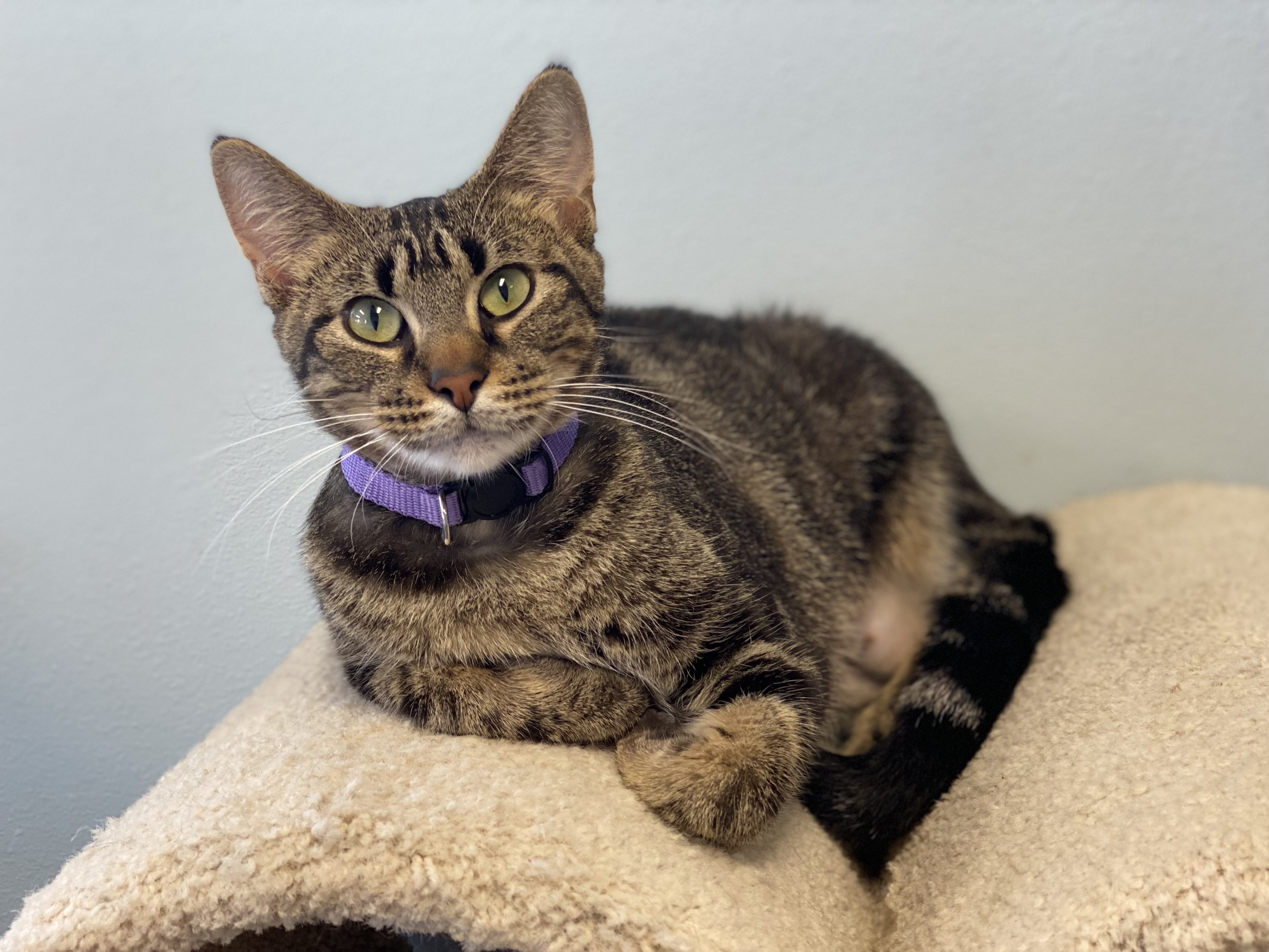 Lonnie, an adopted Tabby in Pierre, SD_image-1