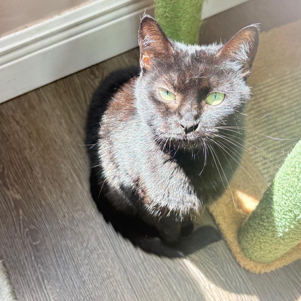 Enlarge Catniss, a Adoptable Domestic Short Hair in Lauderhill, FL image 4/6