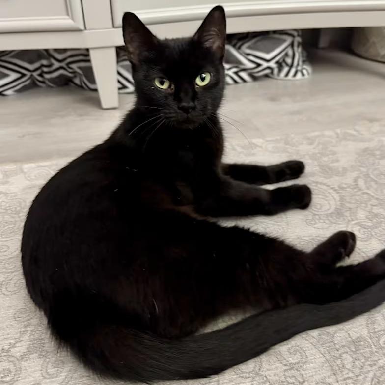 Enlarge Catniss, a Adoptable Domestic Short Hair in Lauderhill, FL image 5/6