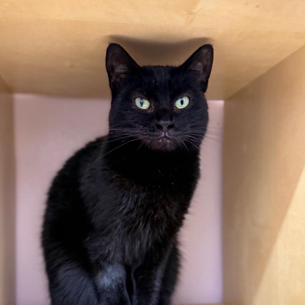 Enlarge Catniss, a Adoptable Domestic Short Hair in Lauderhill, FL image 1/6