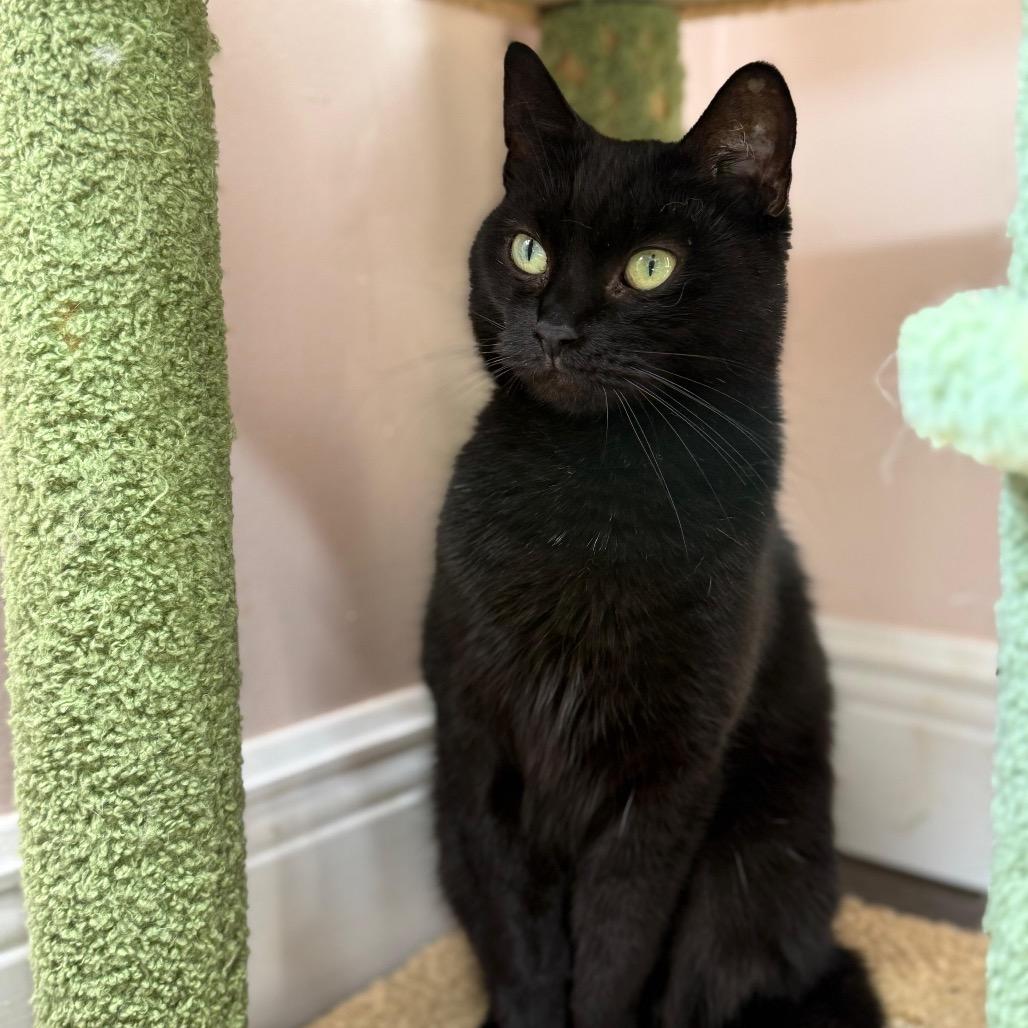 Enlarge Catniss, a Adoptable Domestic Short Hair in Lauderhill, FL image 2/6