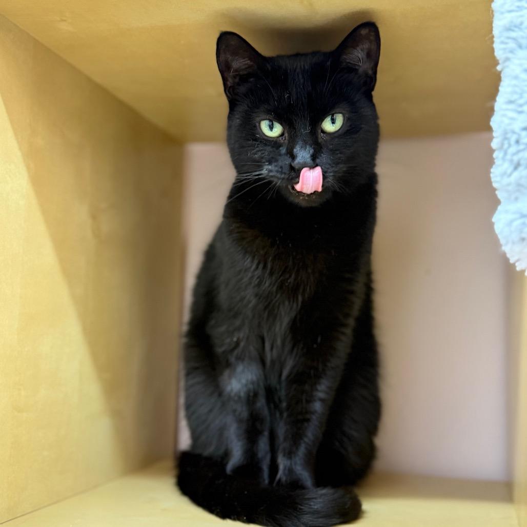 Enlarge Catniss, a Adoptable Domestic Short Hair in Lauderhill, FL image 6/6