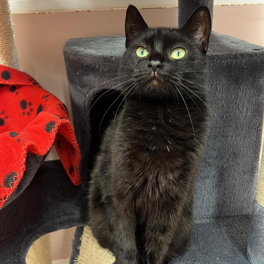 Enlarge Catniss, a Adoptable Domestic Short Hair in Lauderhill, FL image 3/6