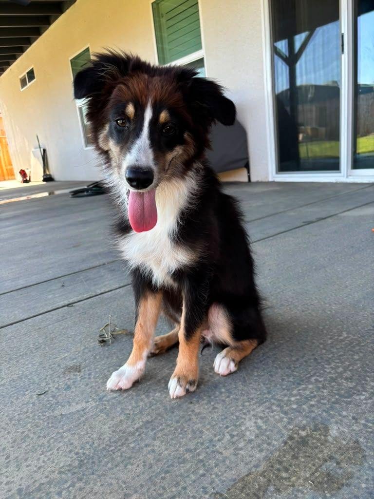 Enlarge Nala, a ADOPTABLE Australian Shepherd in Coarsegold, CA image 1/1