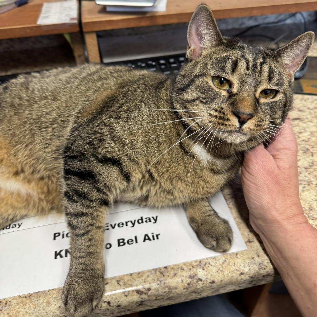 0121-18 Nyla, Adoptable, Senior Female Domestic Long Hair.