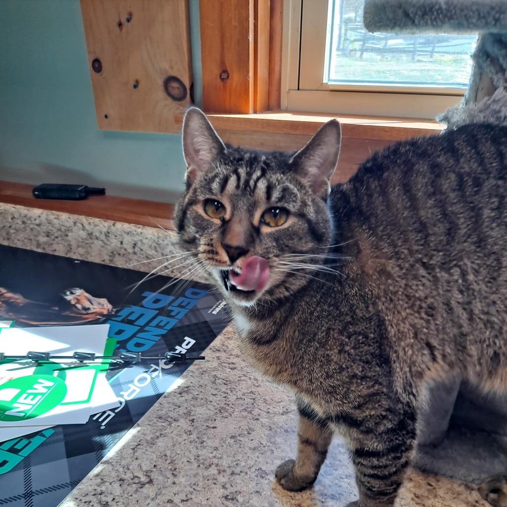 Enlarge 0121-18 Nyla, a Adoptable Domestic Short Hair in Abingdon, MD image 2/6