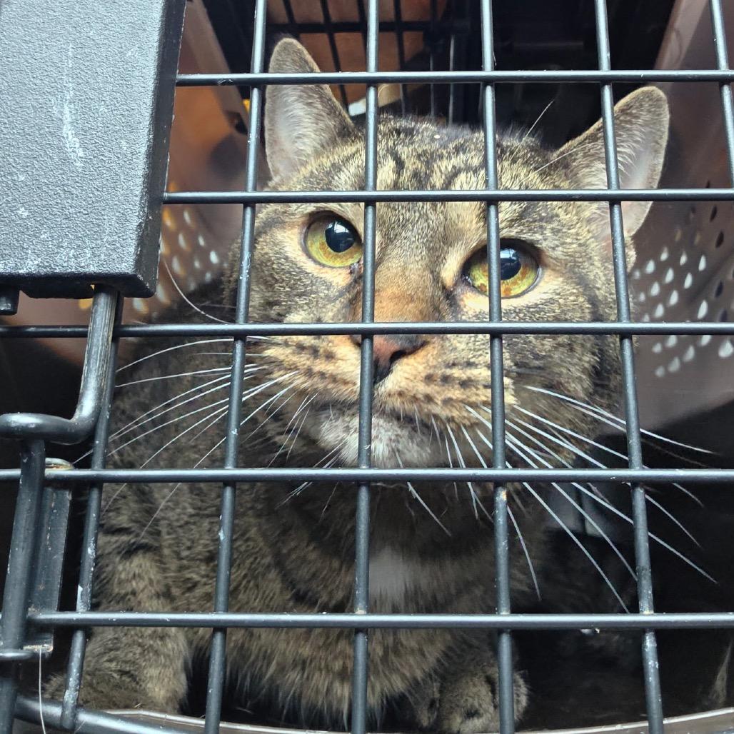 Enlarge 0121-18 Nyla, a Adoptable Domestic Long Hair in Abingdon, MD image 2/6