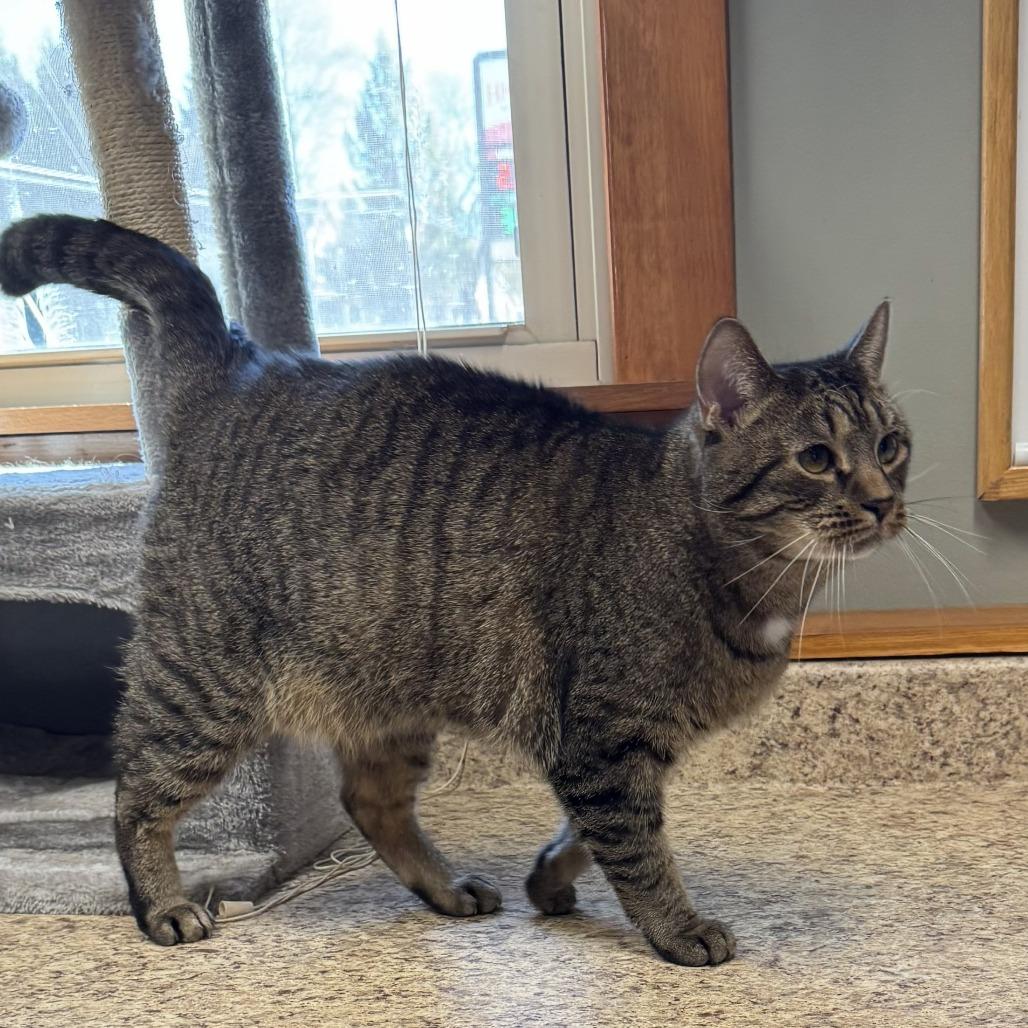 Enlarge 0121-18 Nyla, a Adoptable Domestic Long Hair in Abingdon, MD image 3/6
