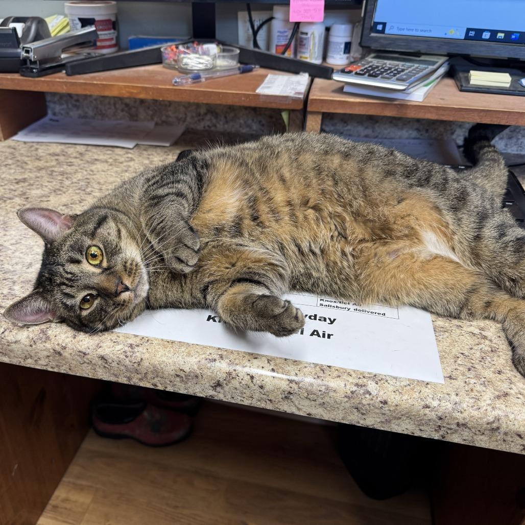 Enlarge 0121-18 Nyla, a Adoptable Domestic Long Hair in Abingdon, MD image 4/6