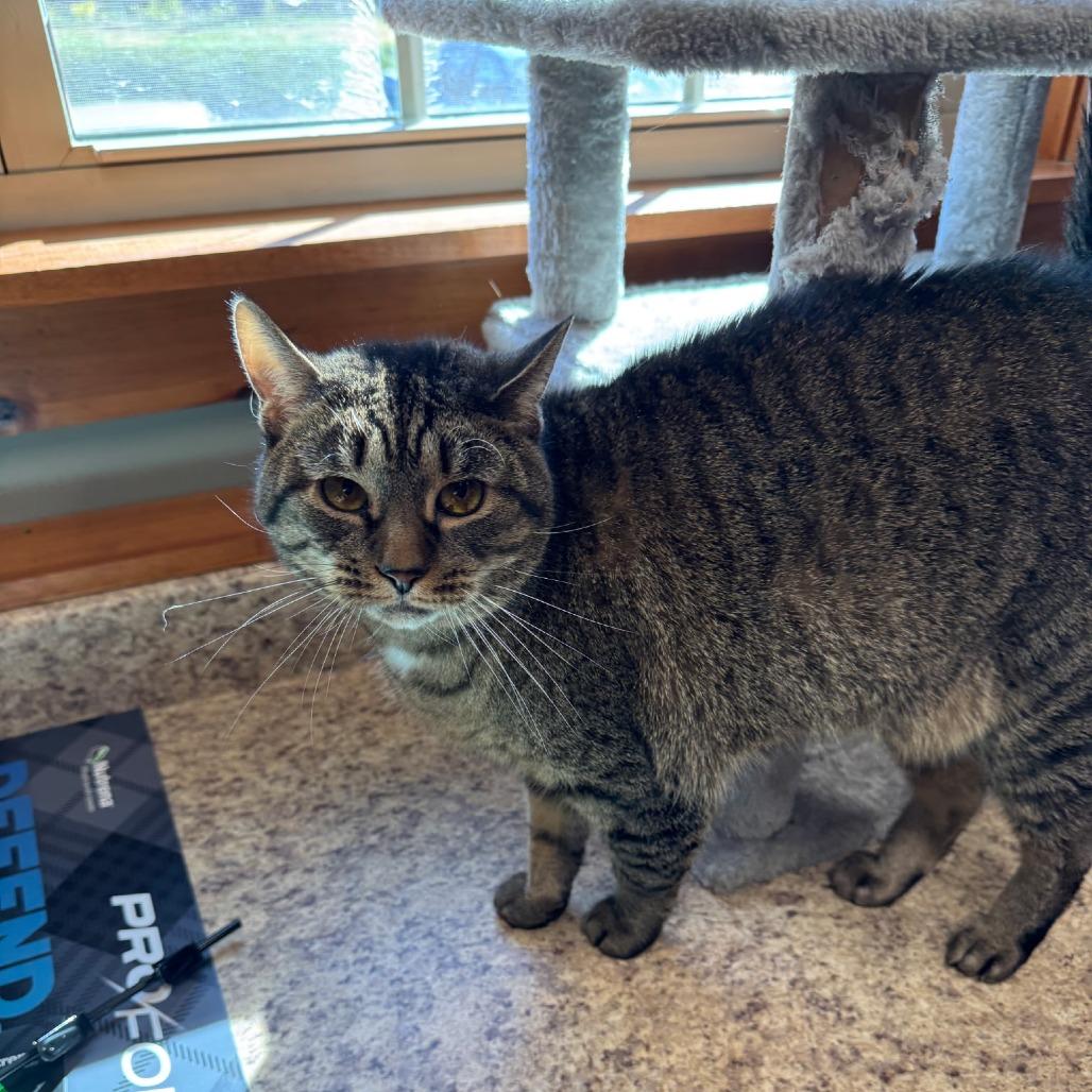 Enlarge 0121-18 Nyla, a Adoptable Domestic Short Hair in Abingdon, MD image 5/6