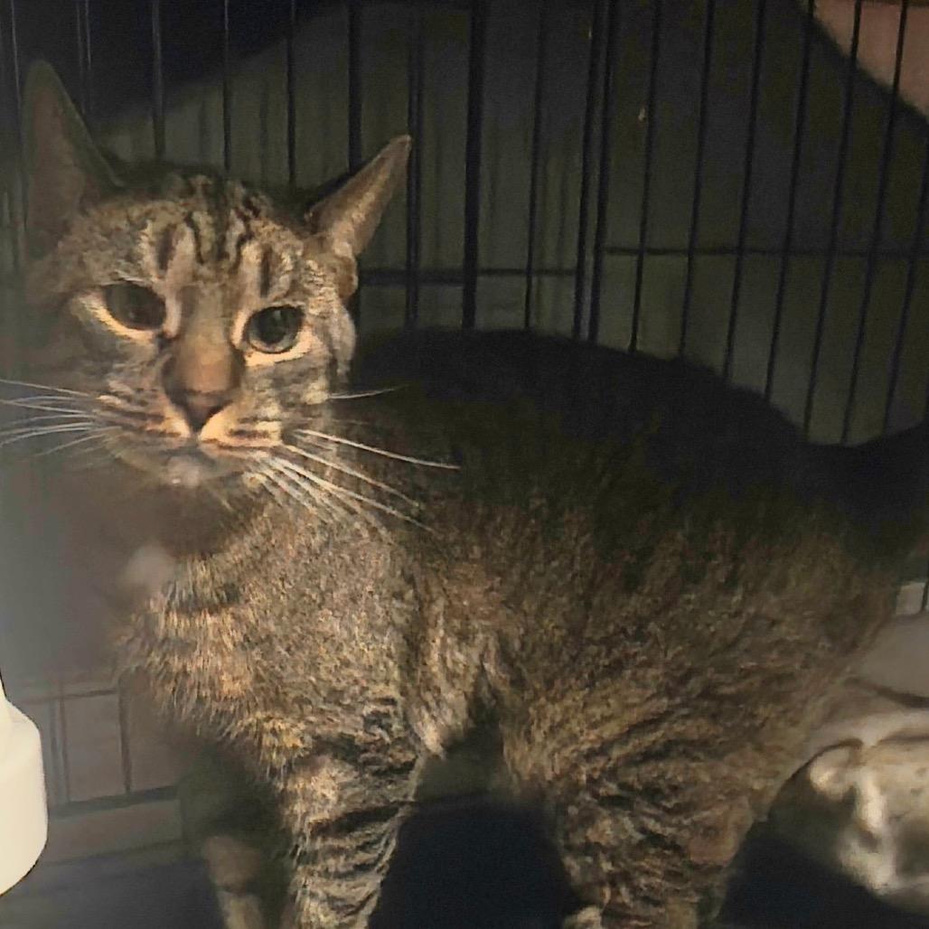 Enlarge 0121-18 Nyla, a Adoptable Domestic Long Hair in Abingdon, MD image 6/6