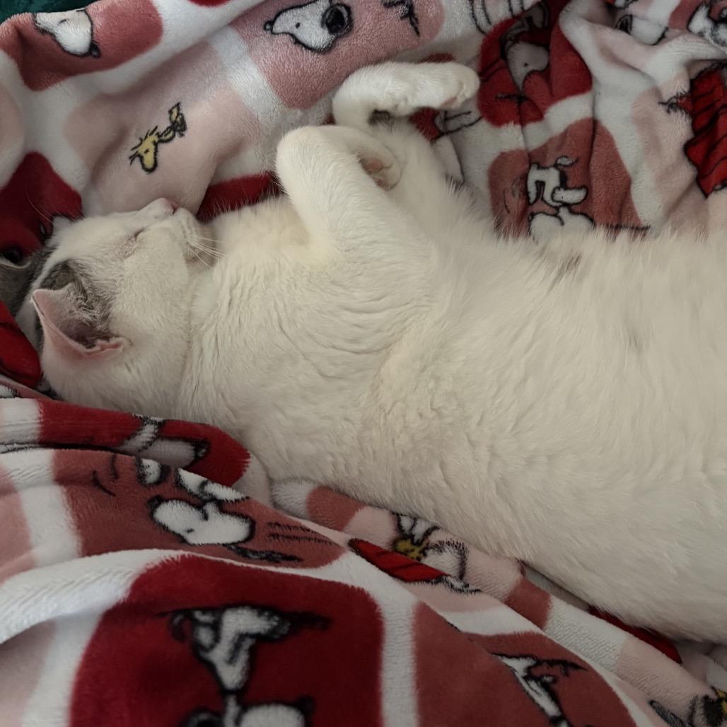 FOUND-Chai — thumbnail 5