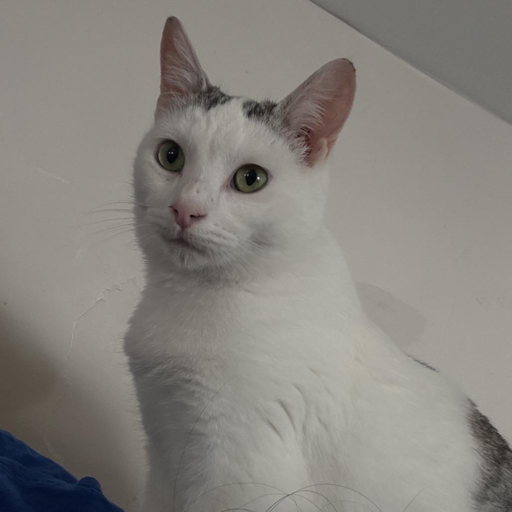 FOUND-Chai — thumbnail 6