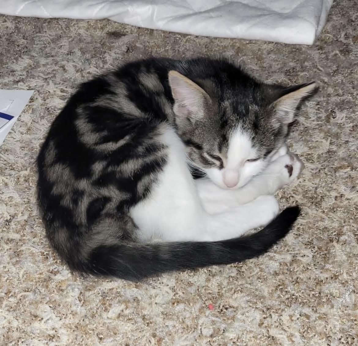 Noodle, Adoptable, Kitten Female Domestic Short Hair.