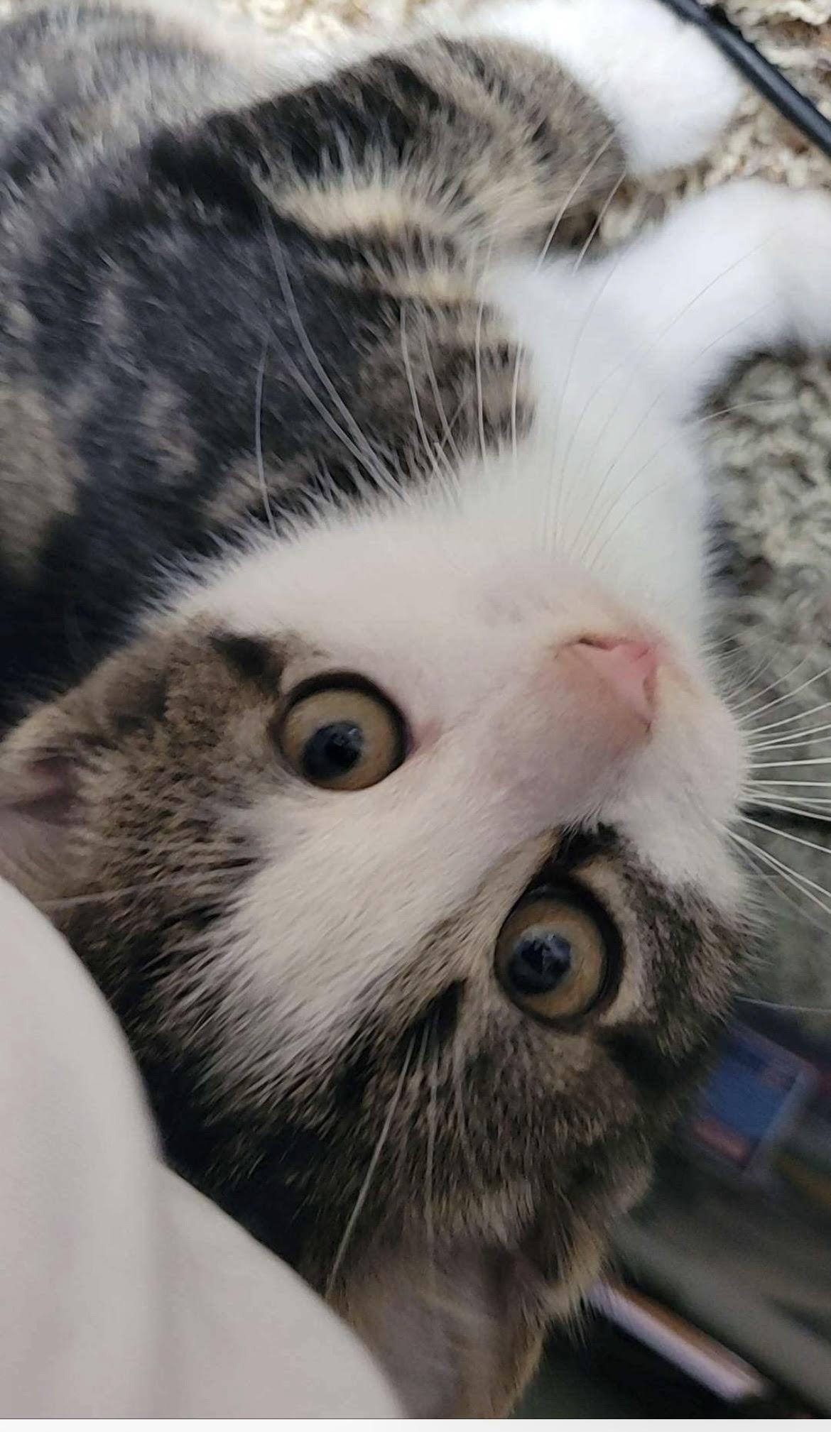 Enlarge Noodle, a Adoptable mixed breed in Howell, MI image 2/2