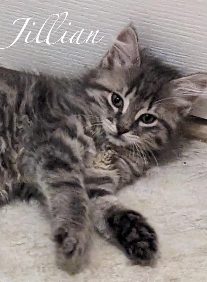 Jillian, Adopted, Kitten Female Domestic Long Hair.
