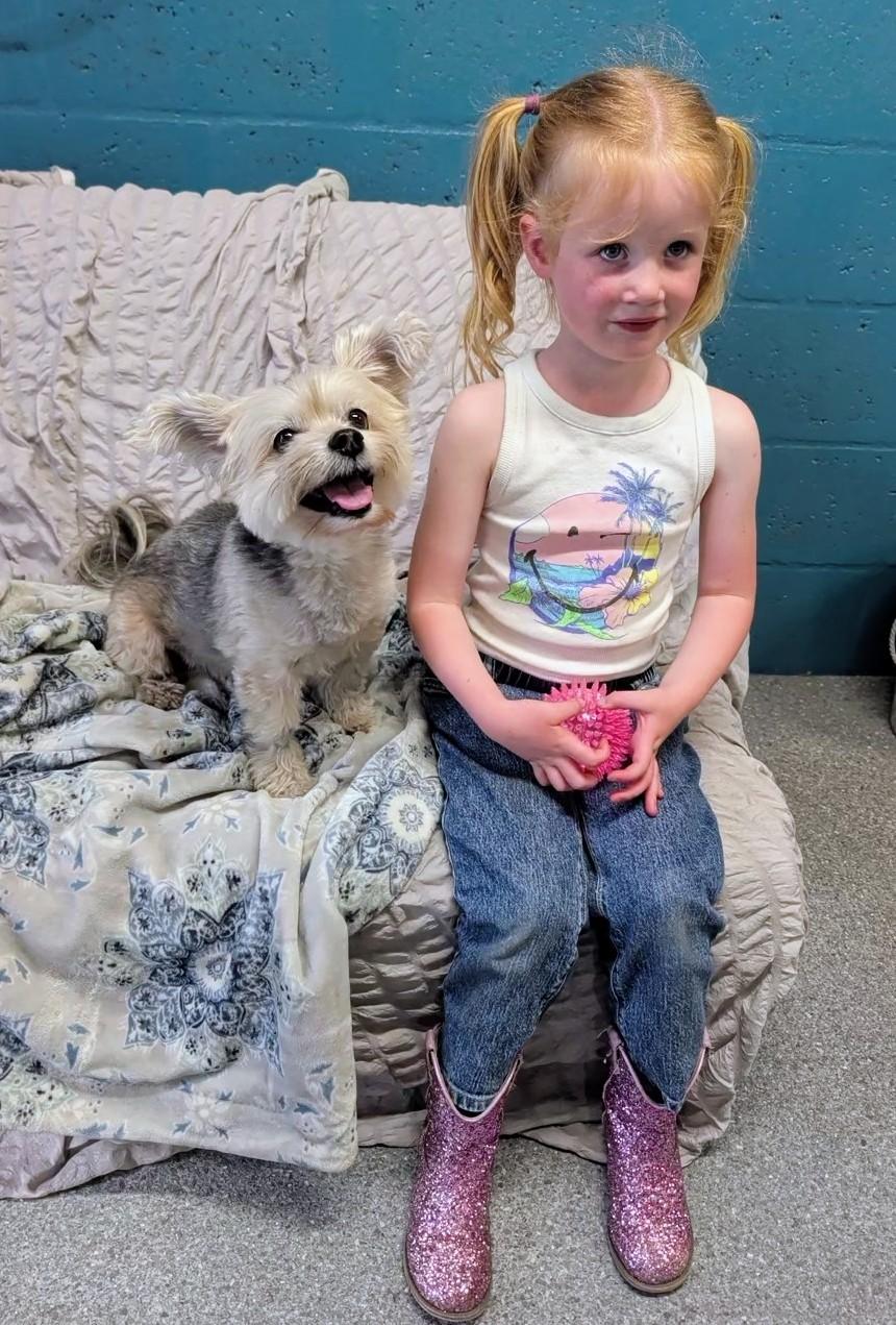 Enlarge Bella, a ADOPTABLE Morkie in Punta Gorda , FL image 2/4