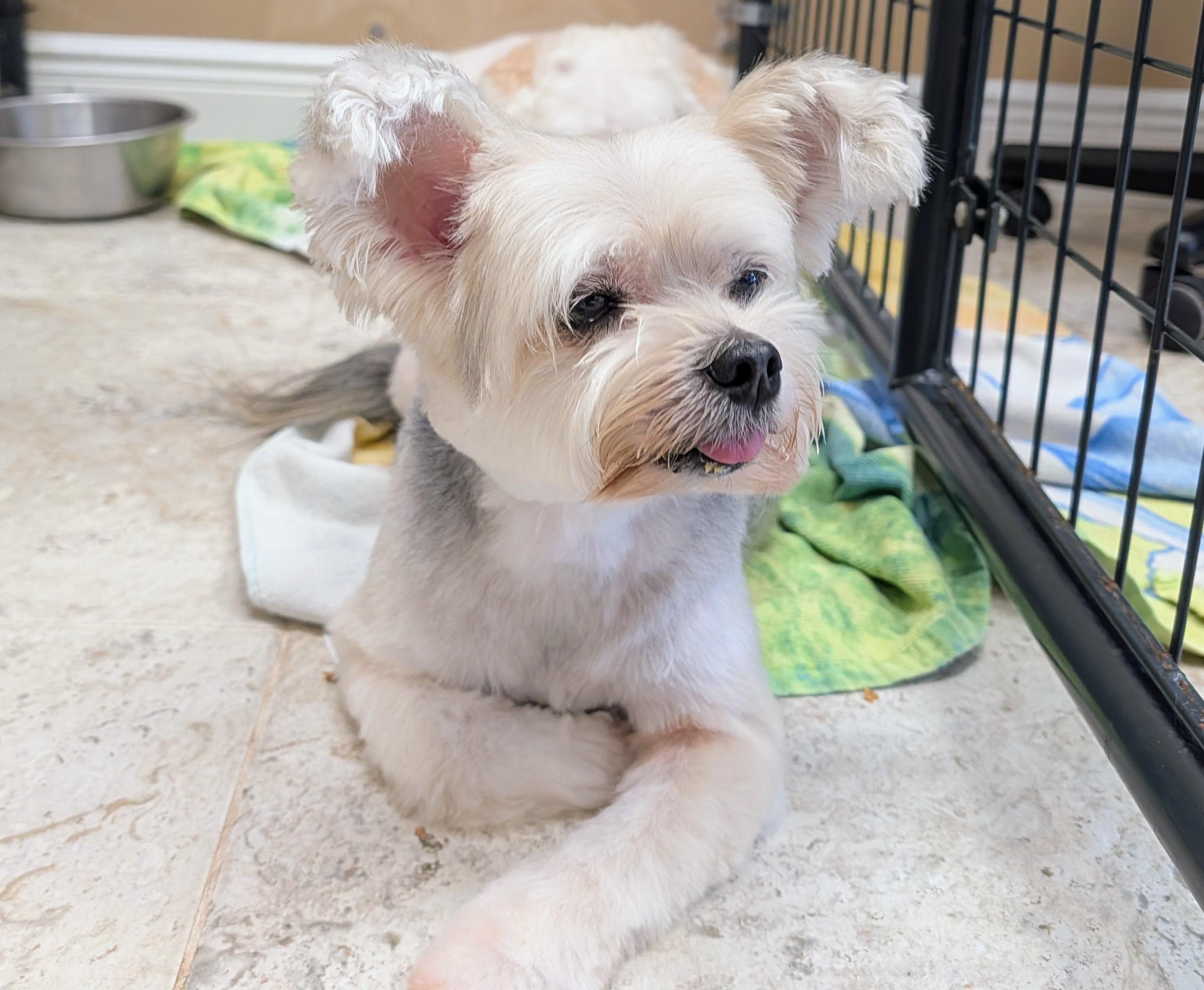 Enlarge Bella, a ADOPTABLE Morkie in Punta Gorda , FL image 3/3