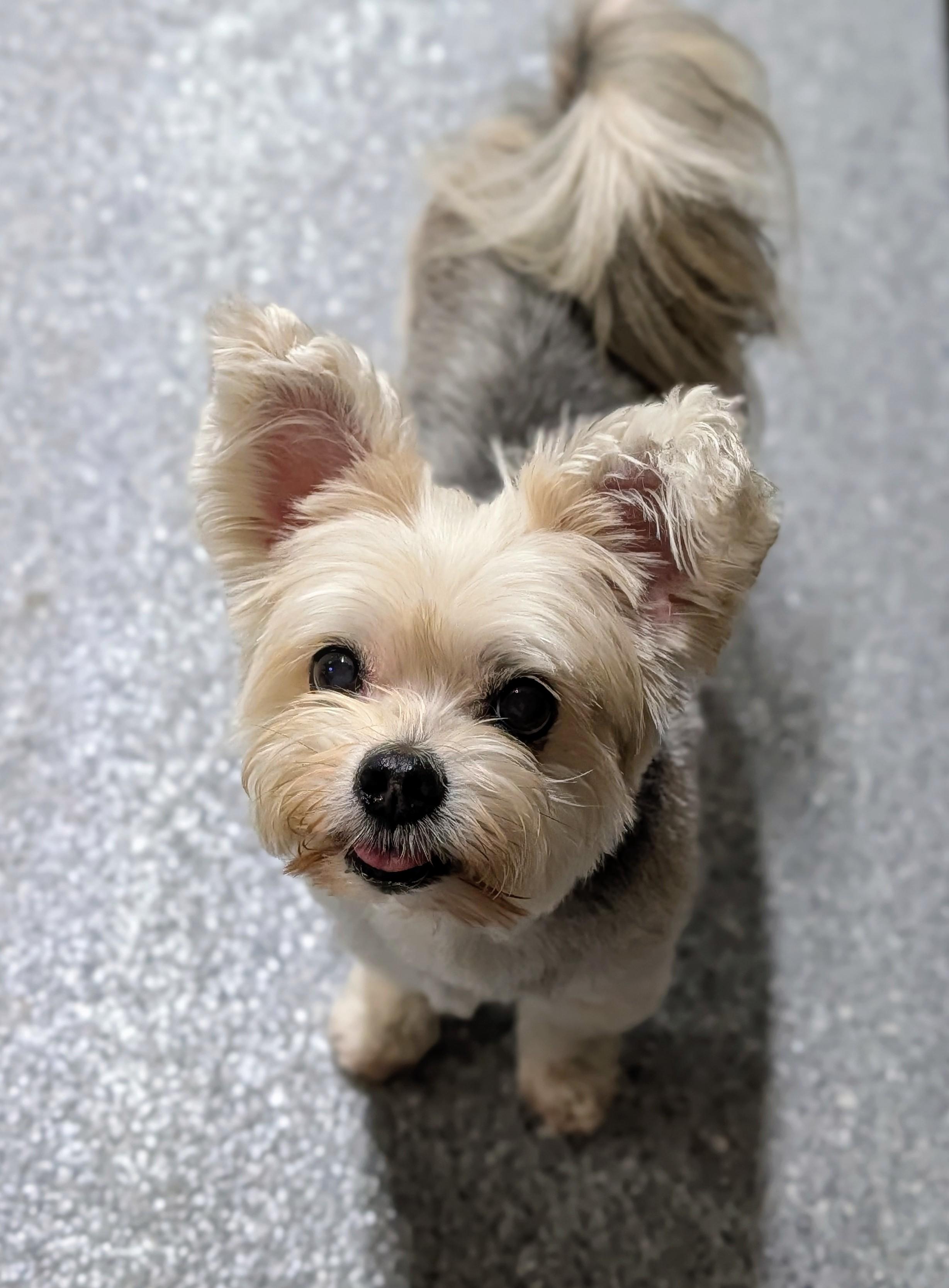 Enlarge Bella, a ADOPTABLE Morkie in Punta Gorda , FL image 1/4